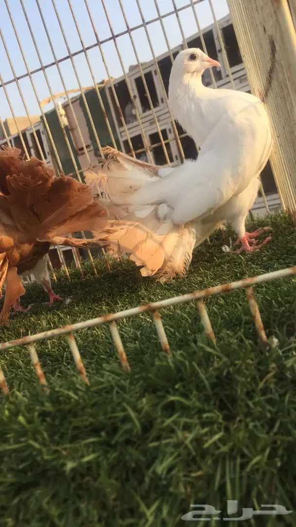 ((جوز رقاص((هولندي )) (image 3)