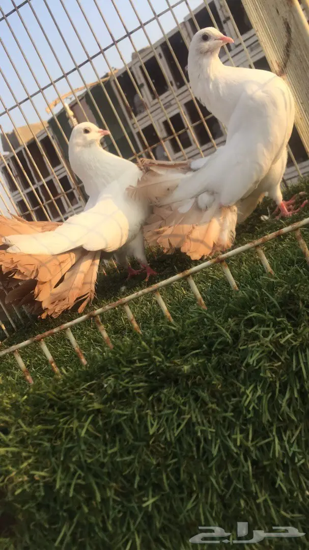 ((جوز رقاص((هولندي )) (image 4)