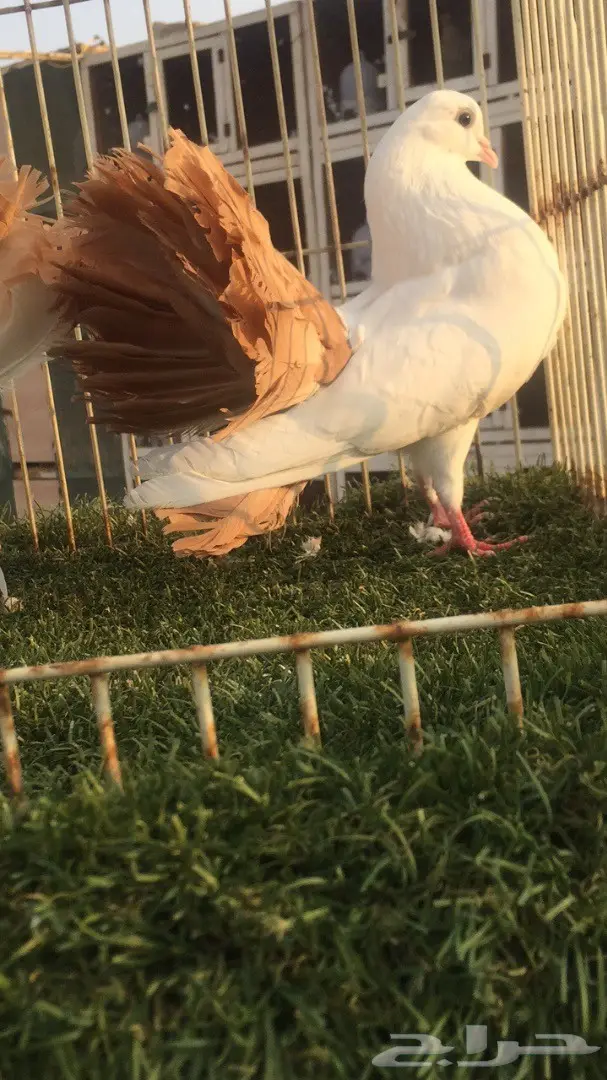 ((جوز رقاص((هولندي )) (image 6)