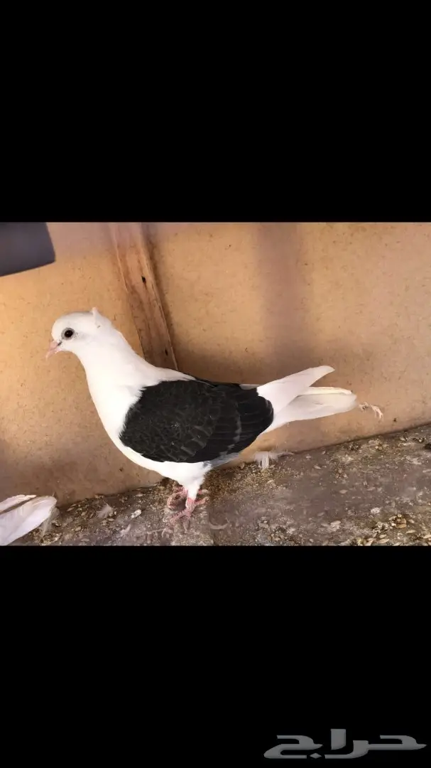 مزاد على الحمام الزاجل الى الساعه 12 (image 1)