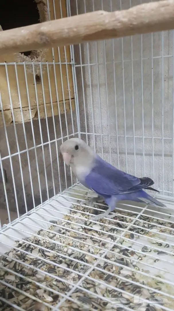 مجموعه روزات للبيع