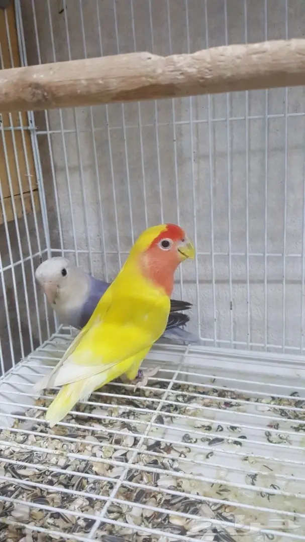 مجموعه روزات للبيع (image 1)