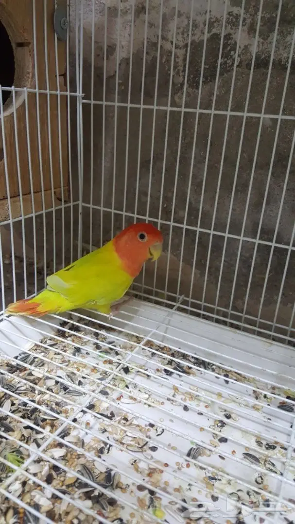 مجموعه روزات للبيع (image 2)