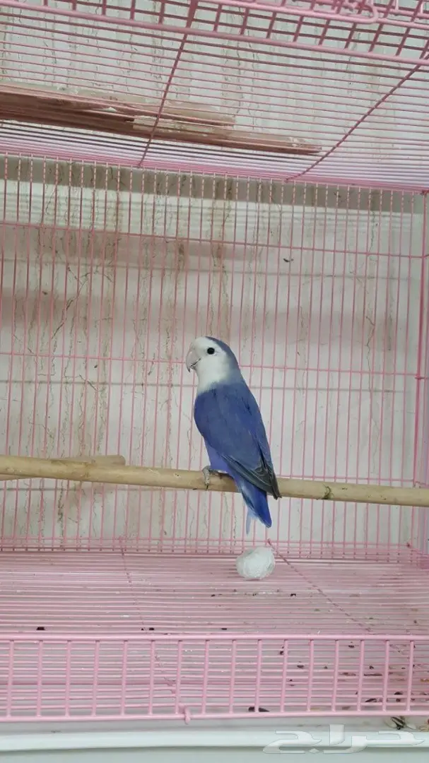 مجموعه روزات للبيع (image 3)