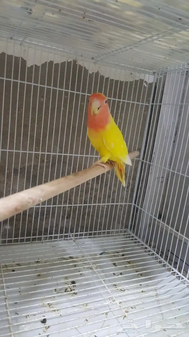 مجموعه روزات للبيع (image 5)