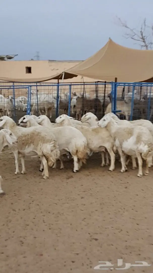 ضان حريه متابيع ودفيع جرووم هايله وغنم مقنى (image 1)