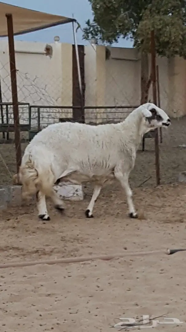 ضان حريه متابيع ودفيع جرووم هايله وغنم مقنى (image 4)