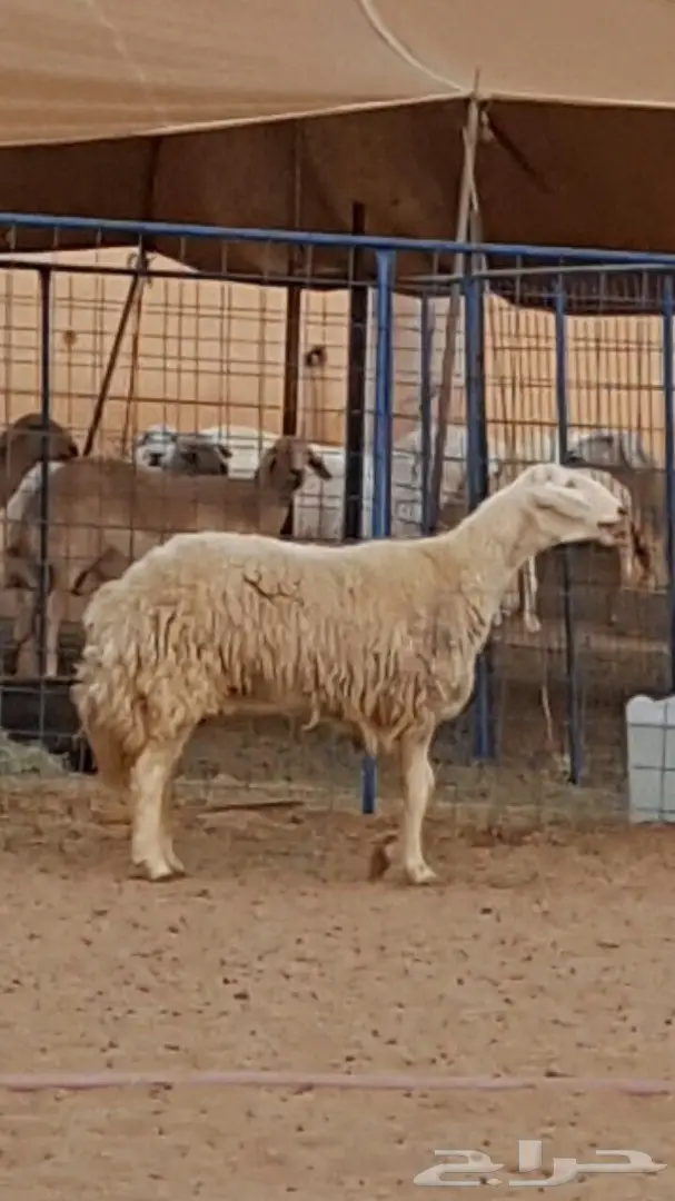 ضان حريه متابيع ودفيع جرووم هايله وغنم مقنى (image 5)