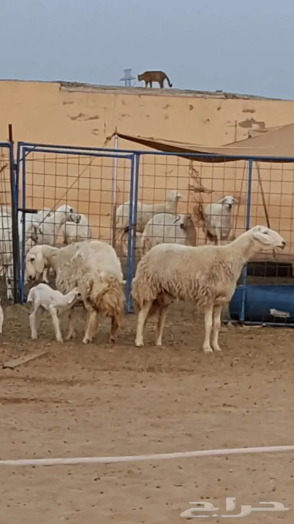 ضان حريه متابيع ودفيع جرووم هايله وغنم مقنى (image 6)