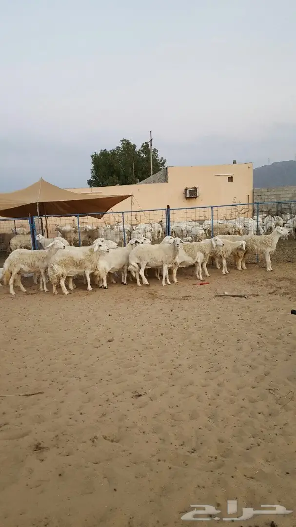 ضان حريه متابيع ودفيع جرووم هايله وغنم مقنى (image 7)