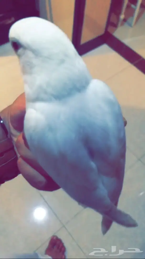 فرخ روز هدد وجميل اللون 