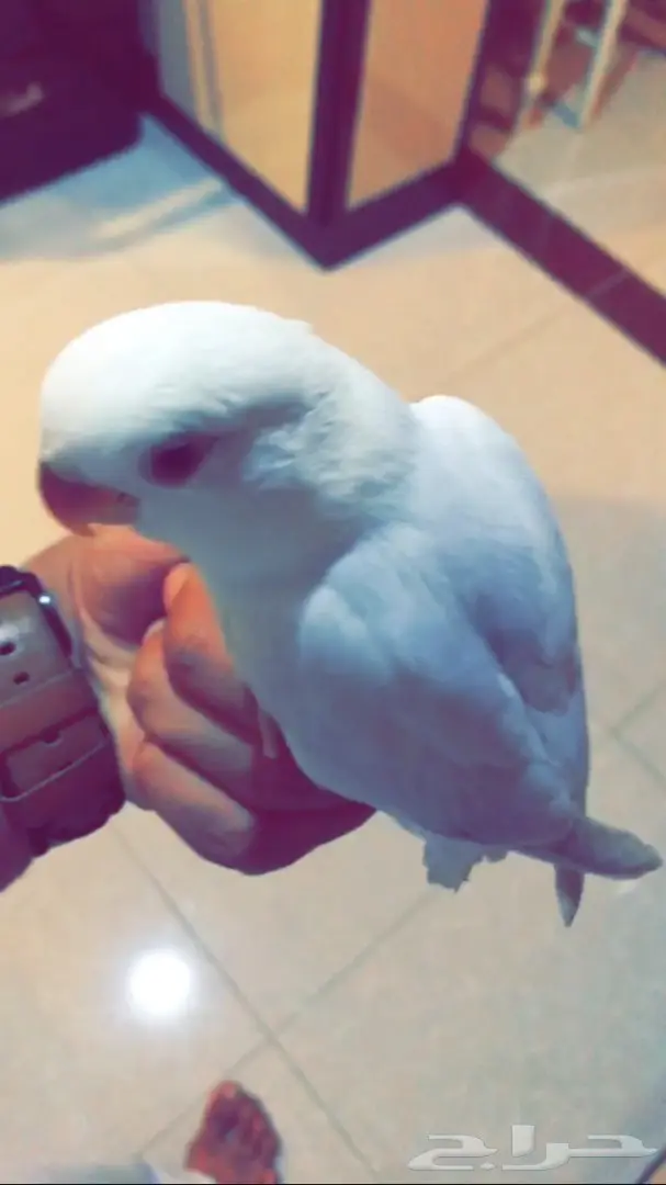 فرخ روز هدد وجميل اللون  (image 1)