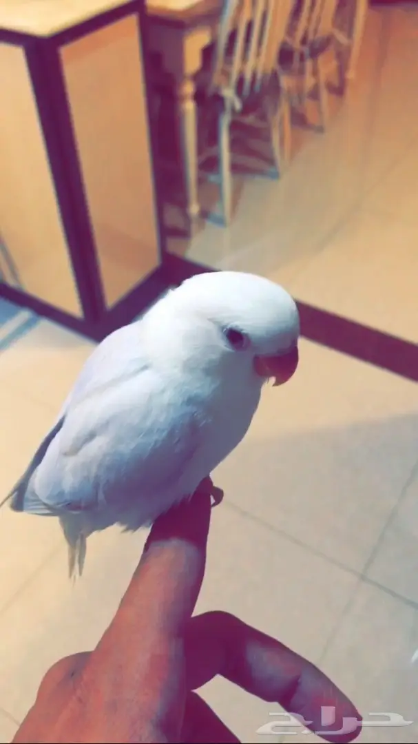 فرخ روز هدد وجميل اللون  (image 2)