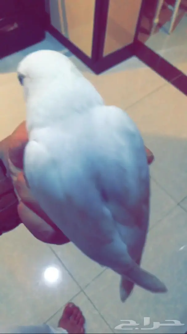 فرخ روز هدد وجميل اللون  (image 4)