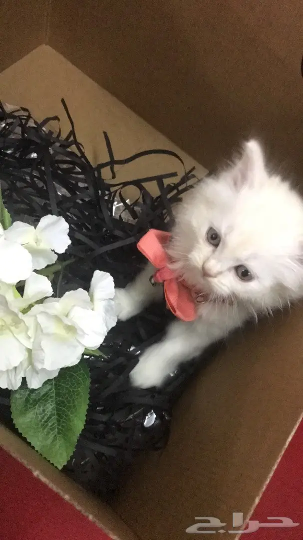 قط للبيع (image 1)