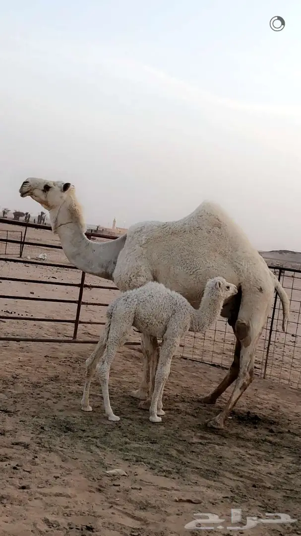 خلفة وضحا للبيع 