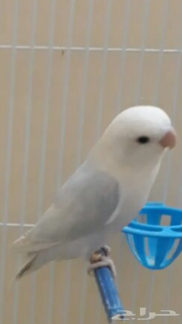 انثى روز منتجه  (image 2)