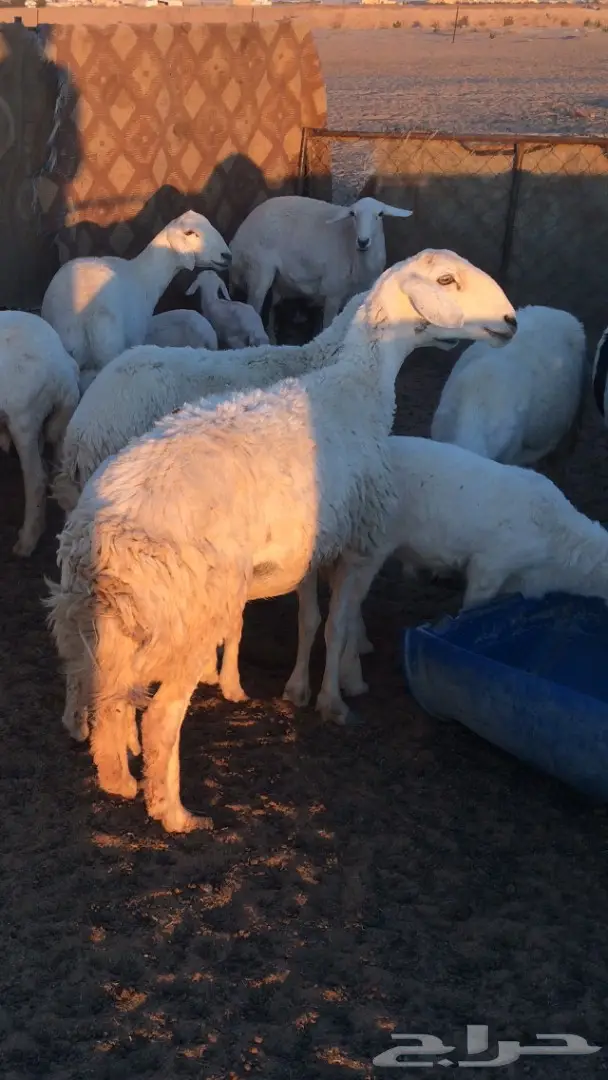 للبيع غنم حريات صنف 