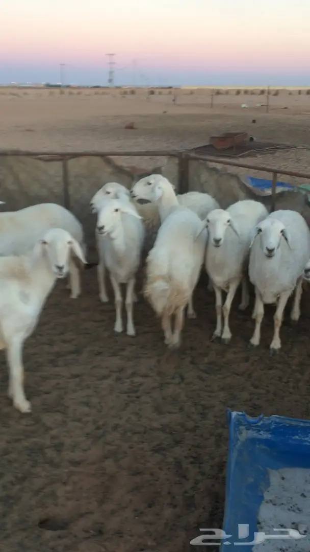 للبيع غنم حريات صنف  (image 7)