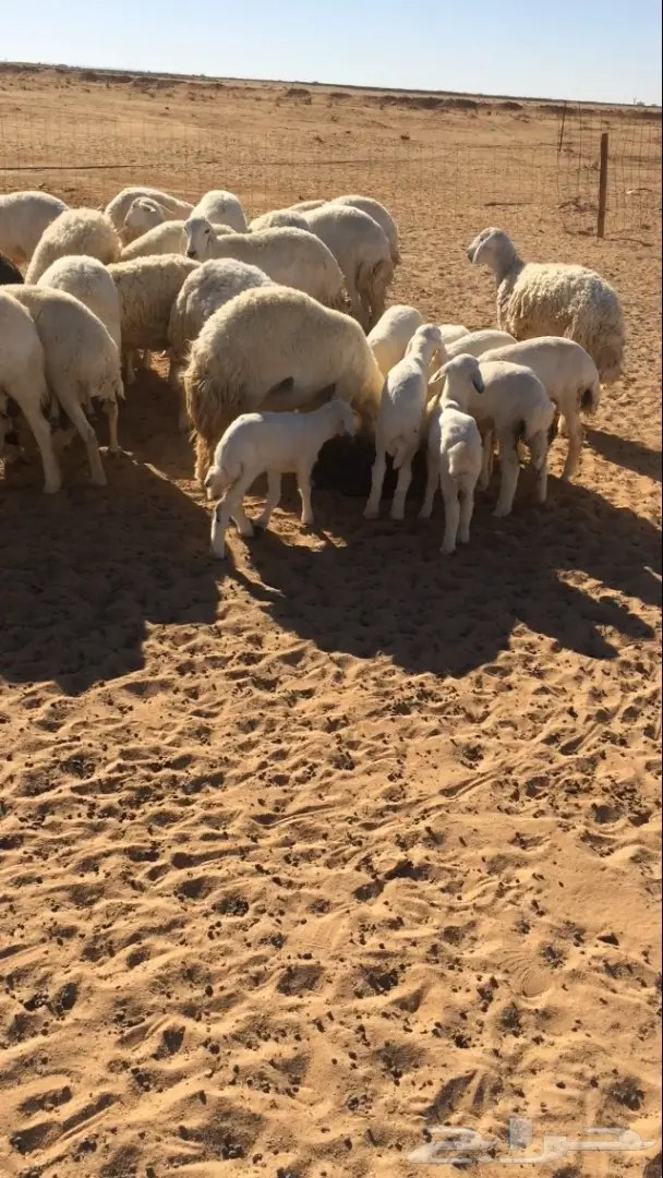 للبيع غنم حريات صنف  (image 8)