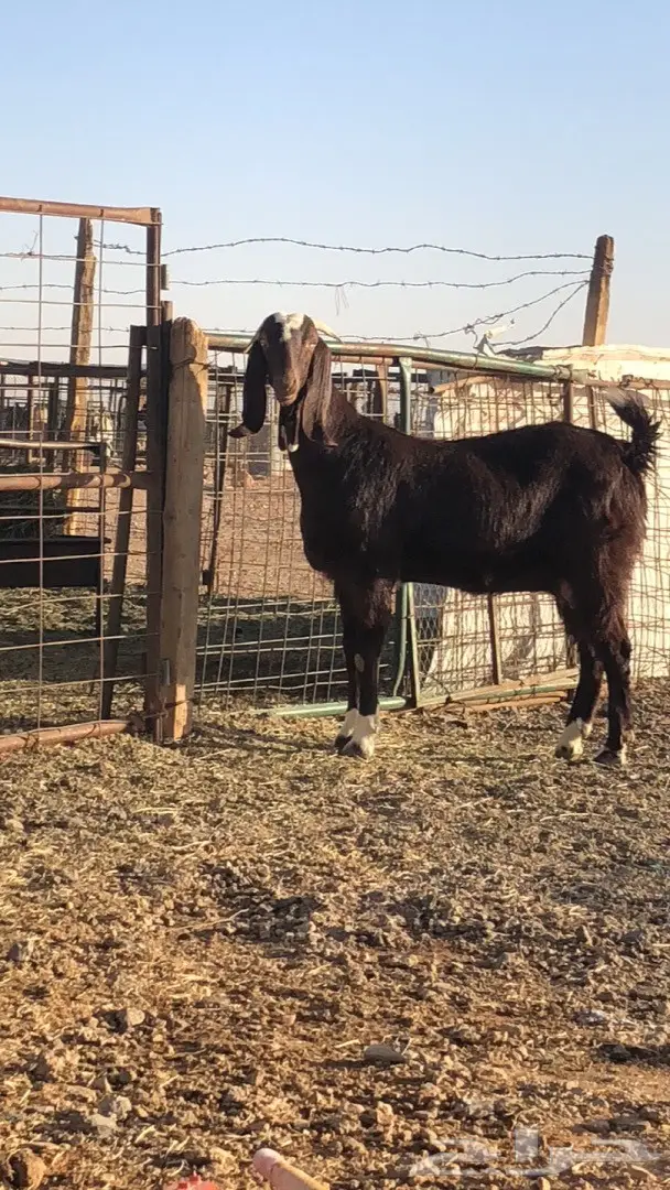 عنز متبع (image 1)