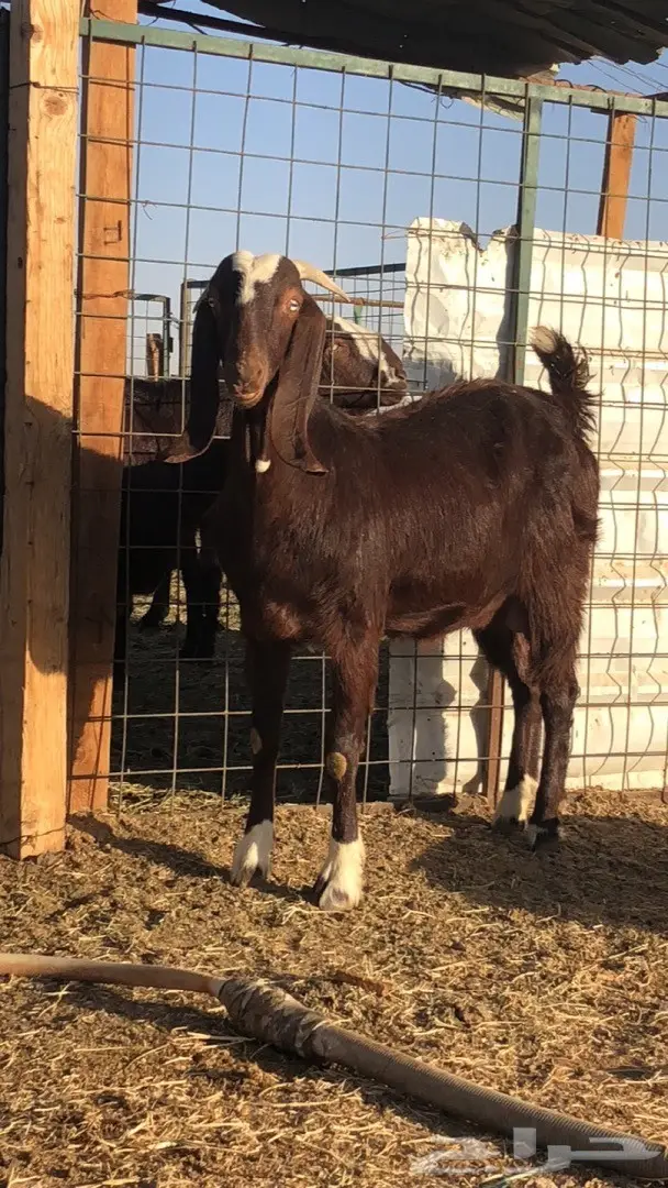 عنز متبع (image 2)