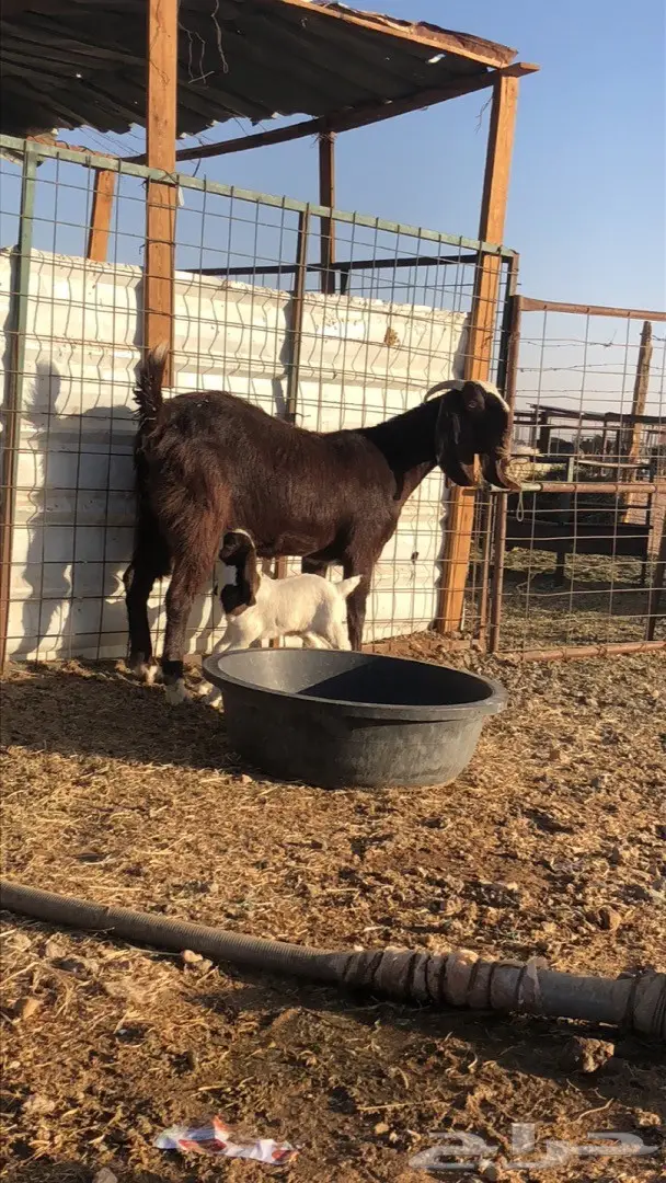 عنز متبع (image 3)