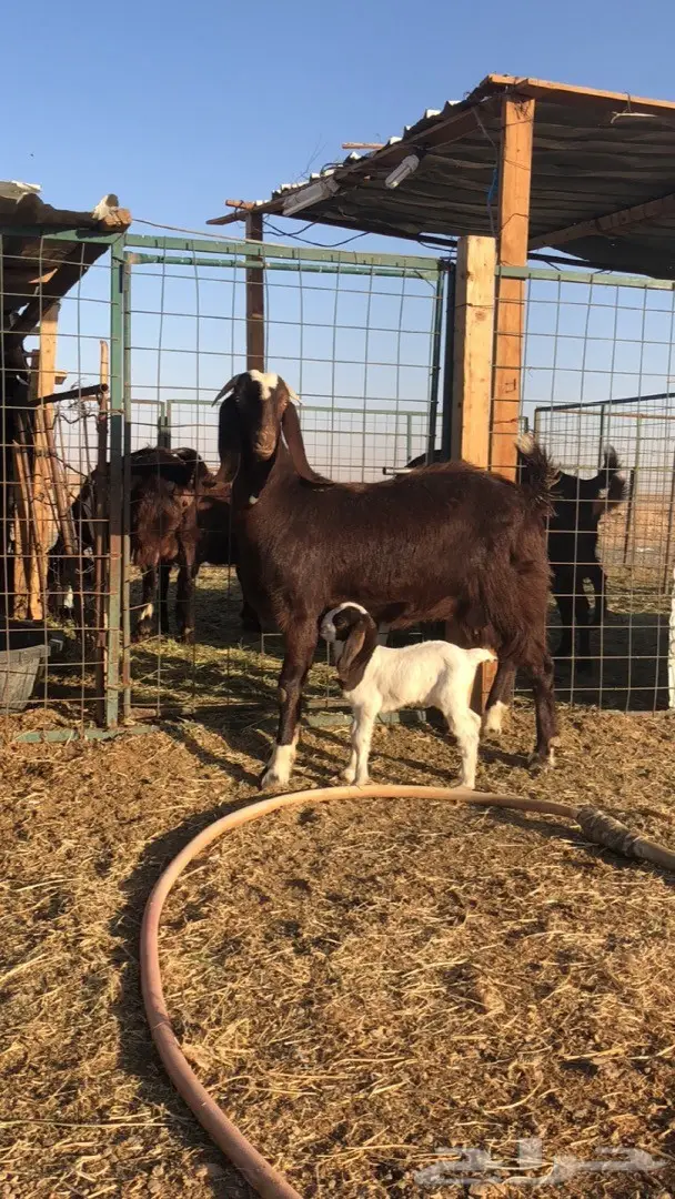 عنز متبع (image 4)