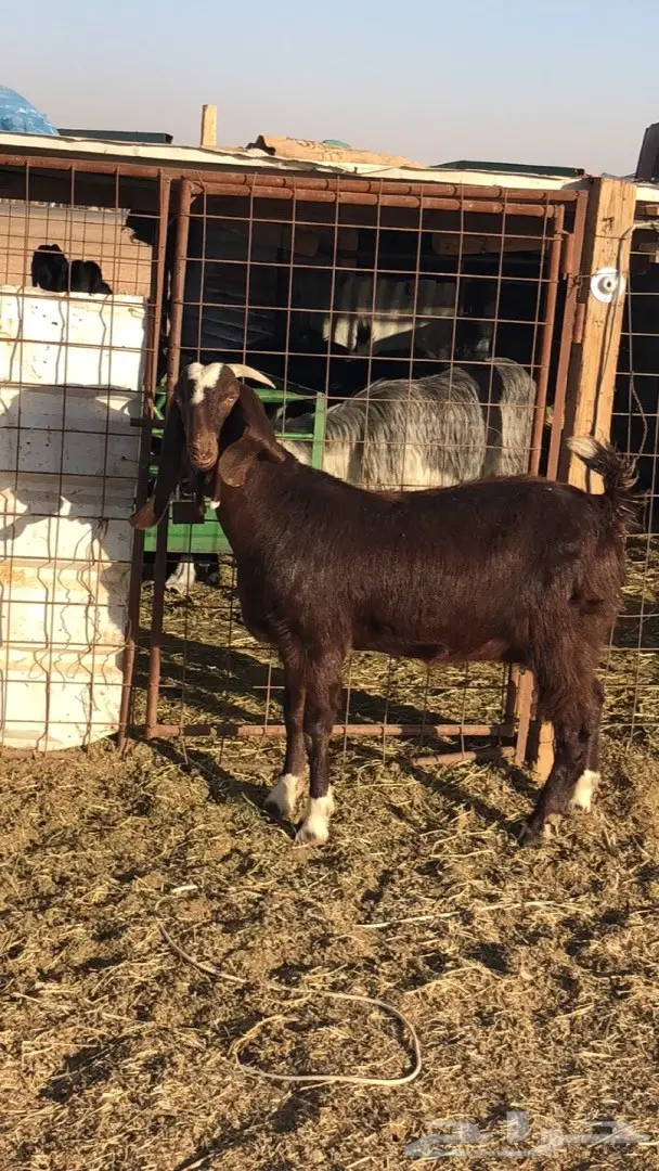 عنز متبع (image 5)