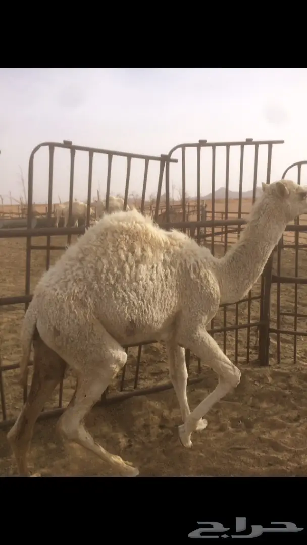 للبيع بكره العمر حول 9 شهور  (image 2)