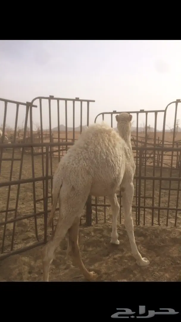 للبيع بكره العمر حول 9 شهور  (image 3)