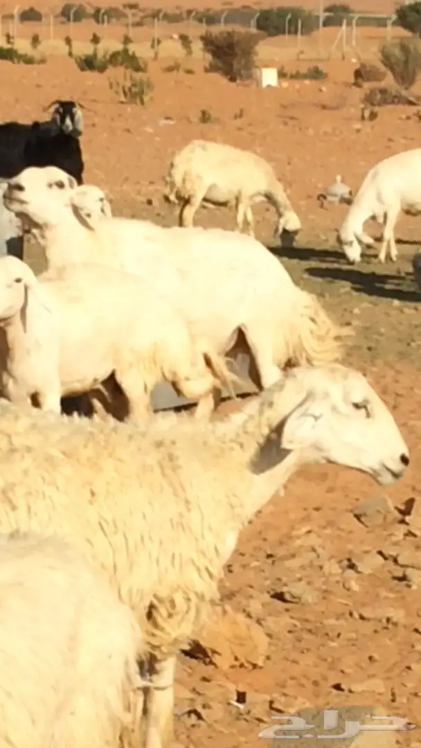 فحل حري ياهل الحريات