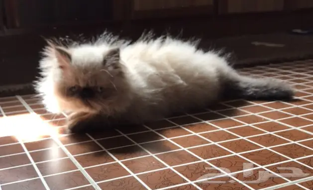 قط هيمالايا  بيكي فيس مطعم في جدة (image 3)