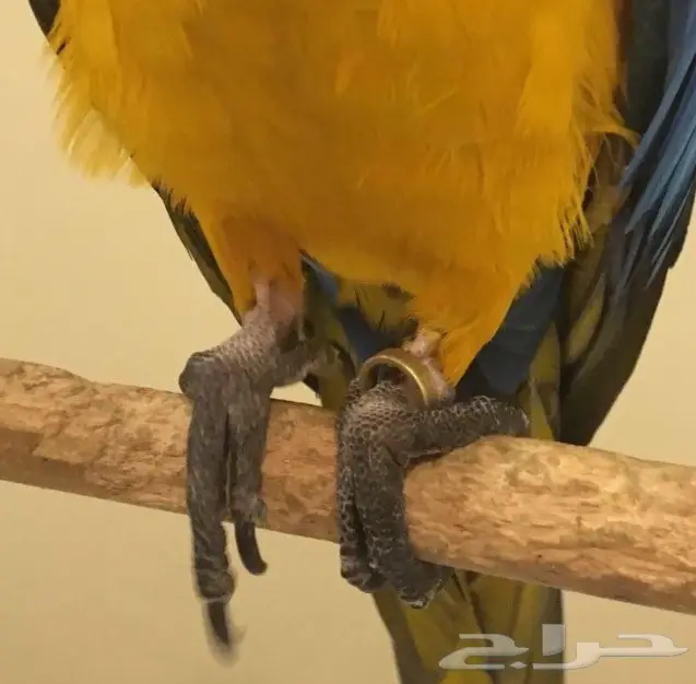 مكاو بغبغاء  (image 5)