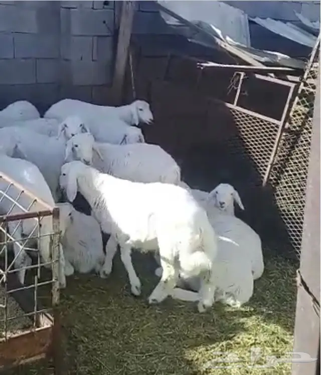 طليان للبيع 