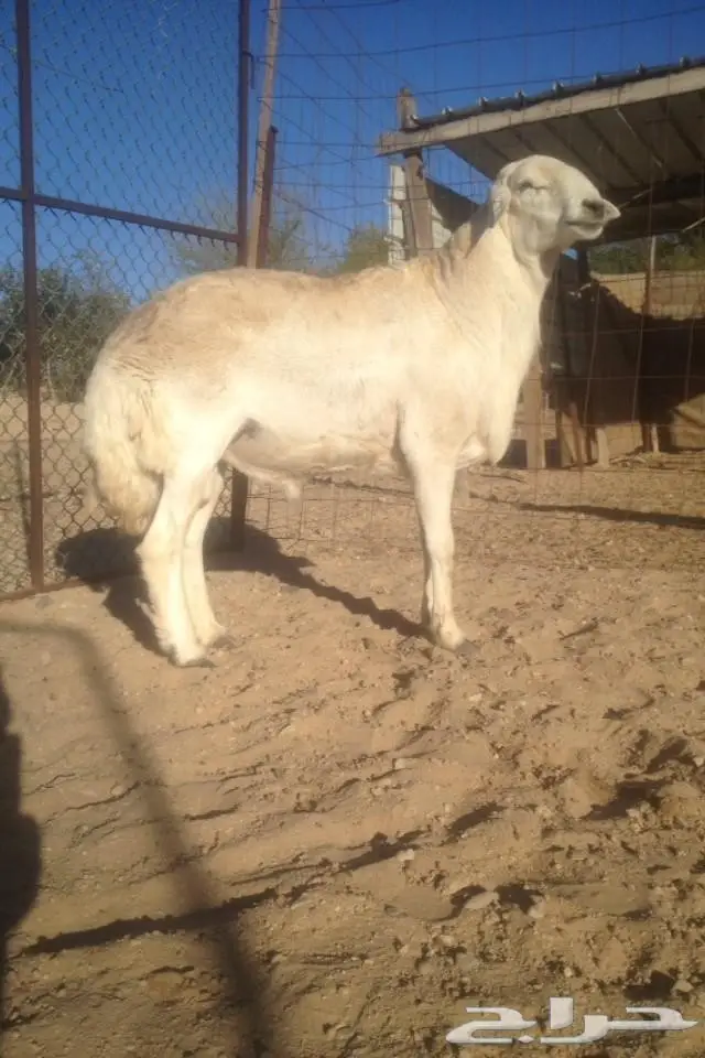 فحل صنف مشروط في املج-الحد2000ريال