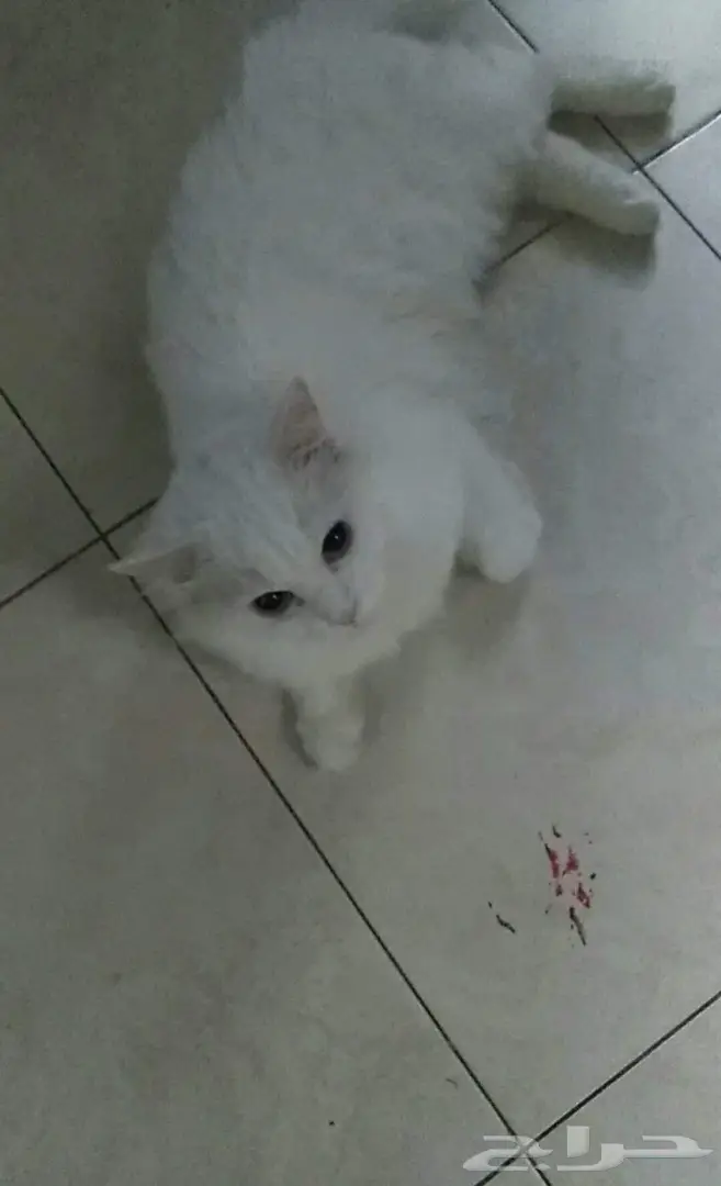 قطط للبيع  (image 1)