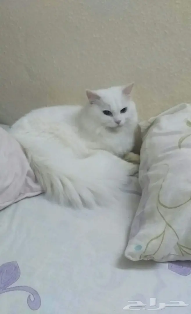 قطط للبيع  (image 2)