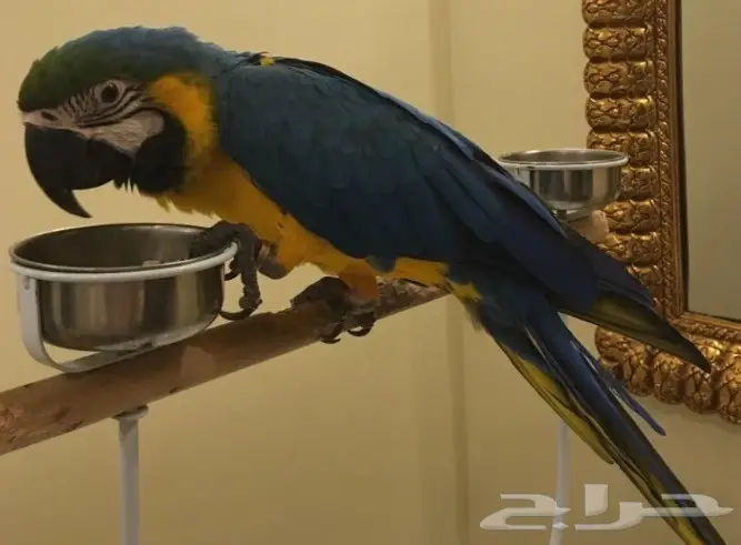 مكاو بغبغاء  (image 3)