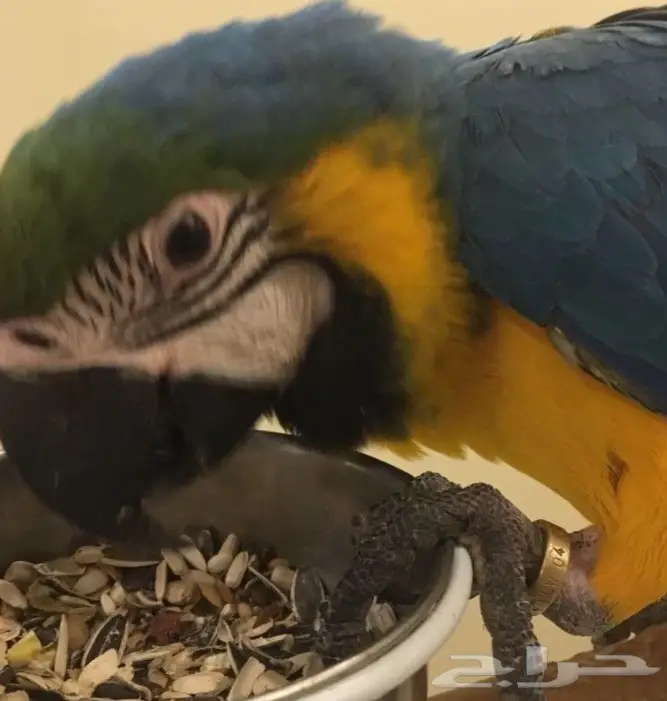 مكاو بغبغاء  (image 4)