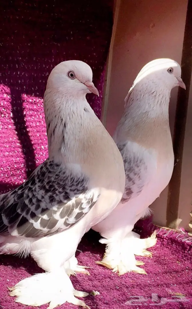 اتراك Top  (image 1)