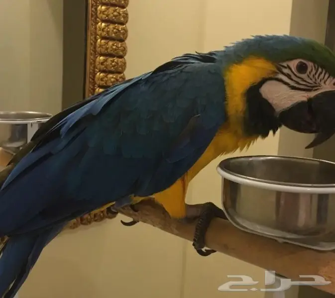 مكاو بغبغاء  (image 2)