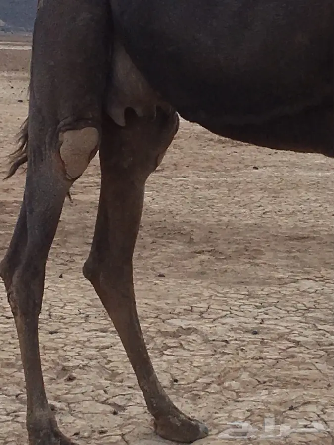 خلفه لبيع (image 1)