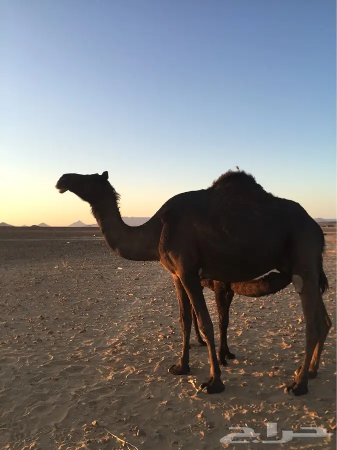 الطائف -تربة (image 1)