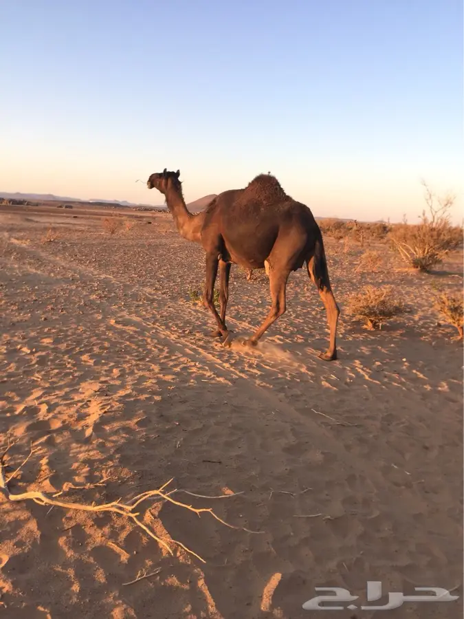 الطائف -تربة (image 5)