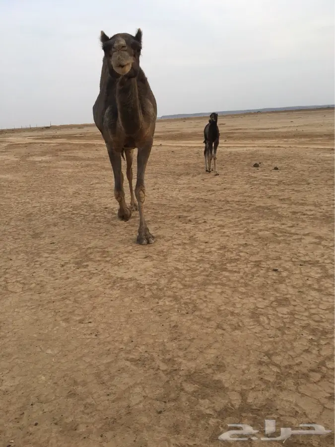 خلفه لبيع (image 4)