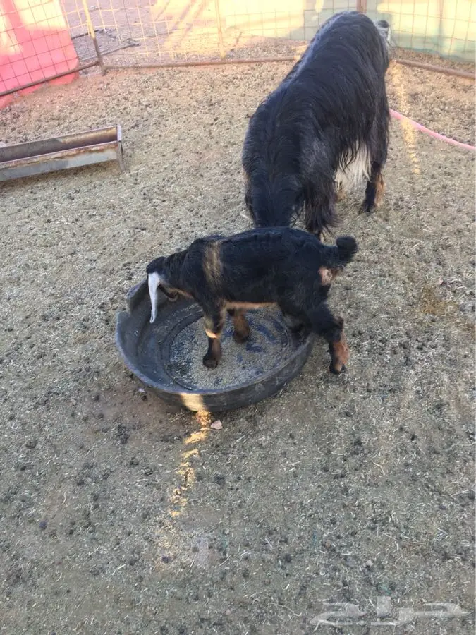 عنز ولده تيس