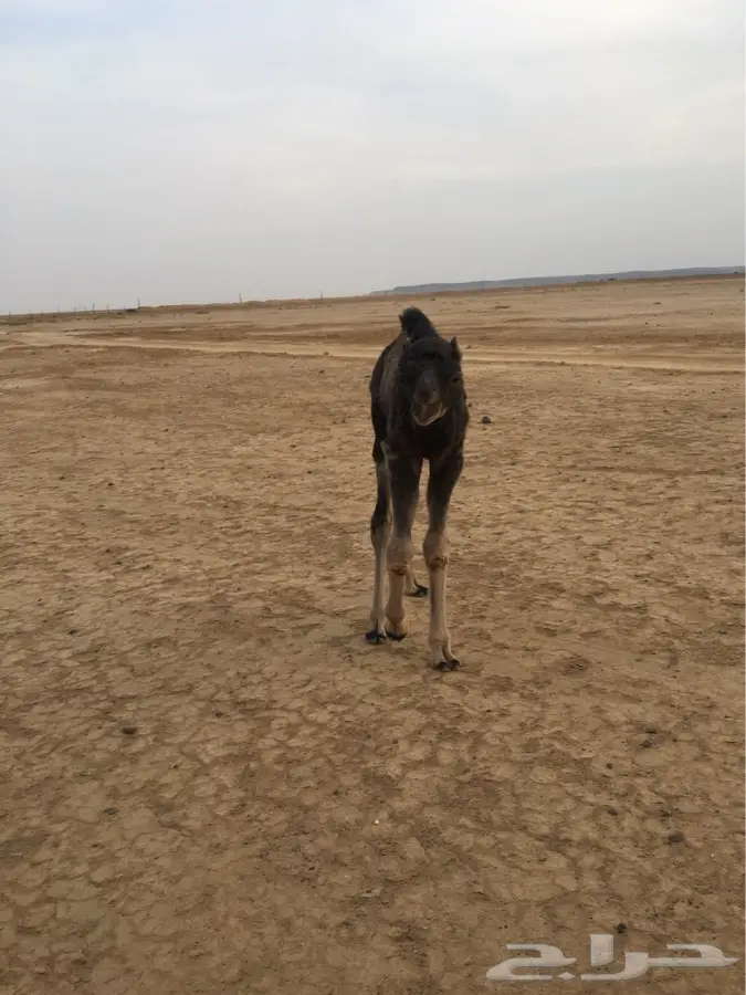 خلفه لبيع (image 2)