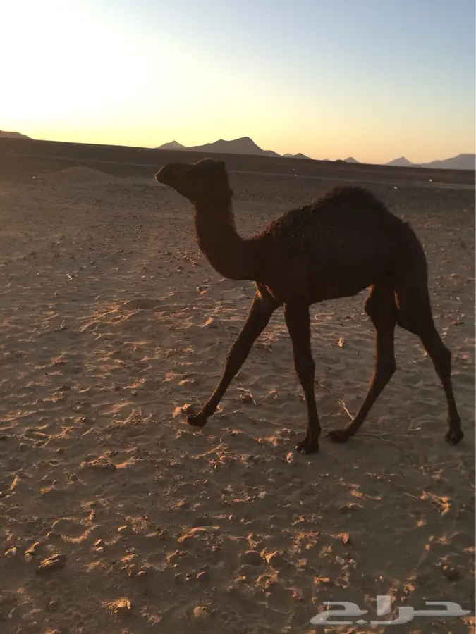 الطائف -تربة (image 2)