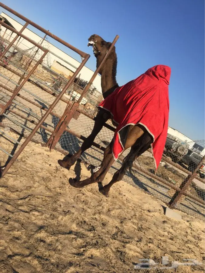 الدمام - بعير كفو (image 1)